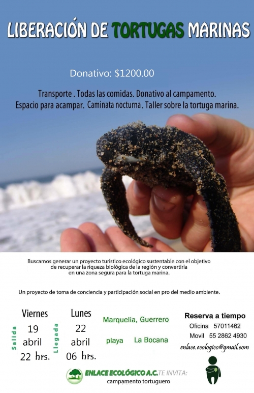 tortugas.jpg