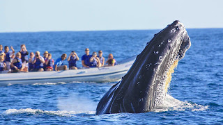 ecotourism-ee7cd8932a3c38d0282673556aa1cfcd.jpg