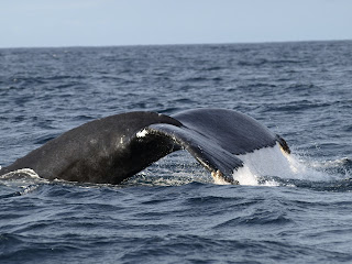 Ballenas Marina (CA)17.jpg