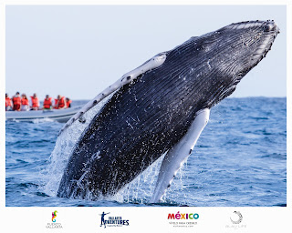 BALLENA 1.jpg