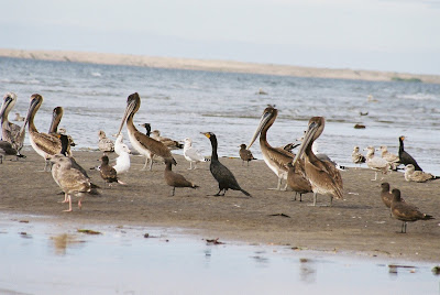 Pellicano Cafe, Gaviotas de Patas amarillas y de Heeermann Pato Buzo.jpg