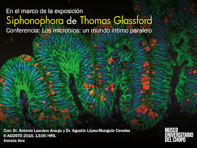 SLIDE_Microbios_Siphonophora_2.jpg