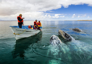 Avistamiento de Ballenas.jpg