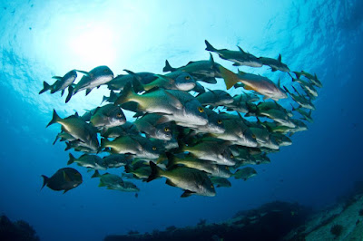 Cabo Pulmo 3.jpg