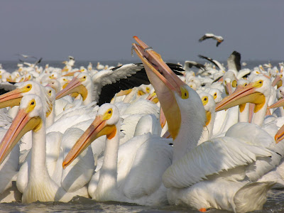 c) 1 Migraciones PELICANOS BORREGONES.jpg