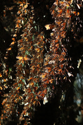 Mariposa Monarca (7).jpg