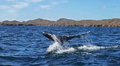 Bahía-Magdalena-en-Baja-California-Sur-900x500.jpg