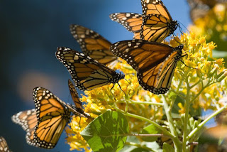 Mariposa monarca.jpg