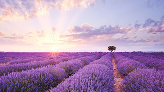 camposdelavanda-164529.jpg